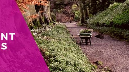 Altamont Gardens snowdrop week 2019 - Rathwood Store