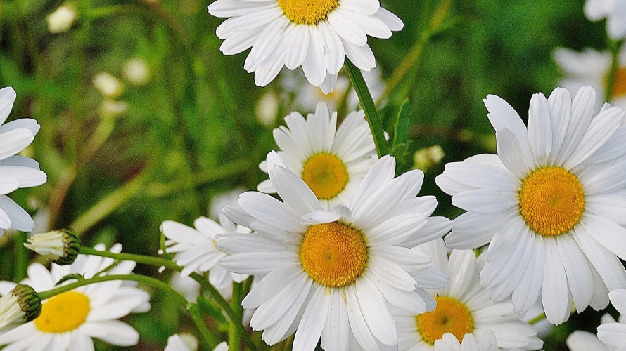 What to do in the garden in April