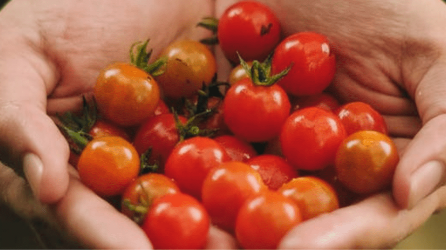 Late Summer vegetable garden - Rathwood Store
