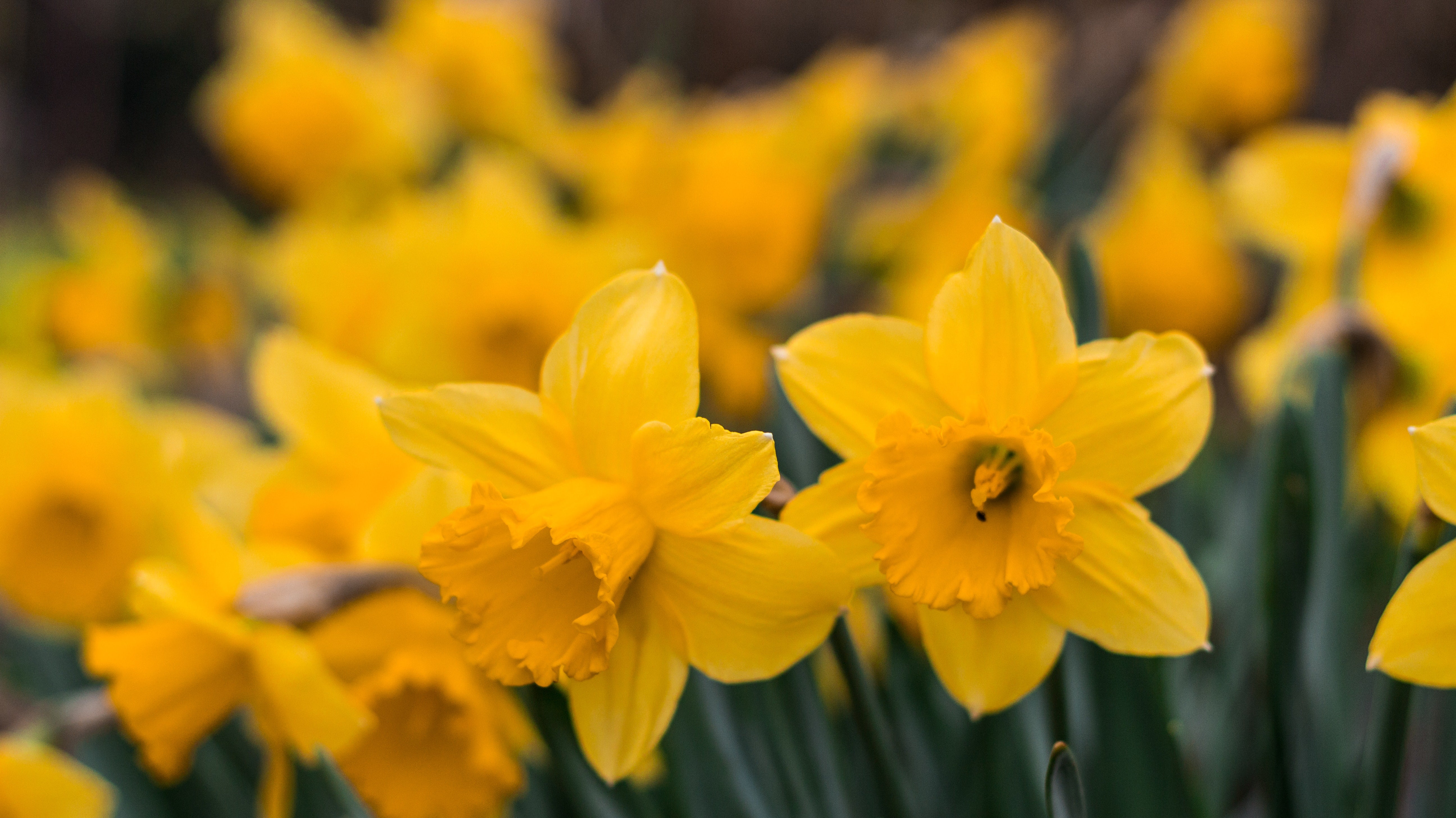 What to do in the garden in march