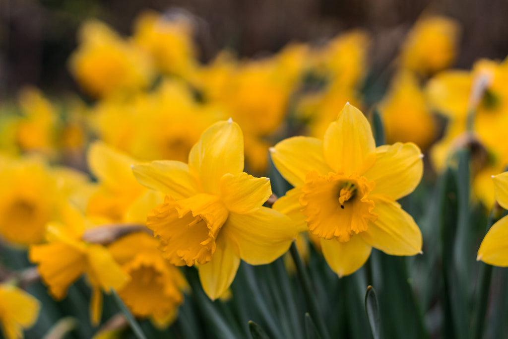 What to do in the garden in march