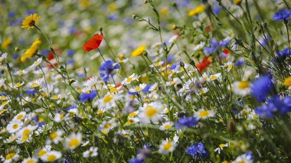 Planting for bees and pollinators - Rathwood Store