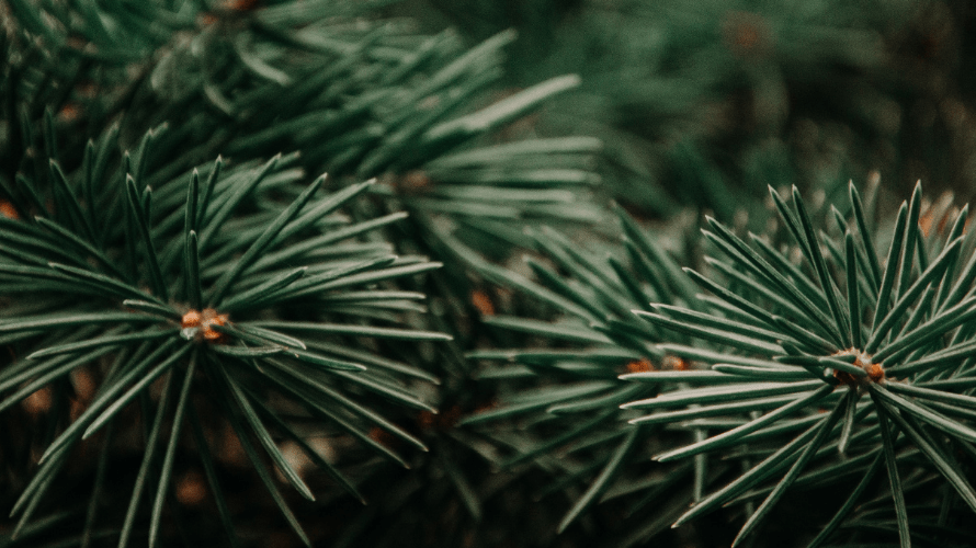 Top tips to keep your Christmas tree in shape - Rathwood Store