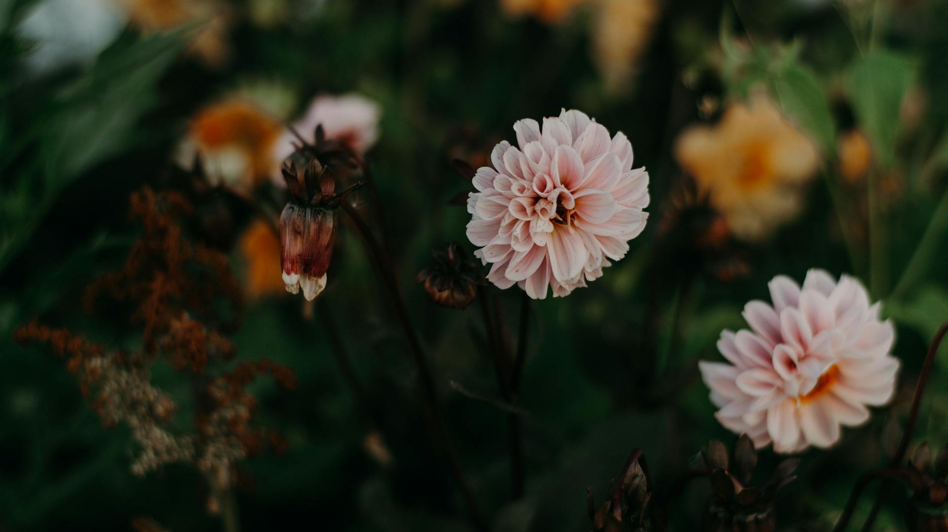 What to Plant in the Month of March - Rathwood Store