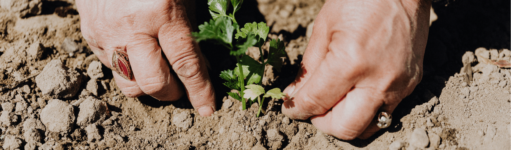 Garden trends 2022 - Rathwood Store