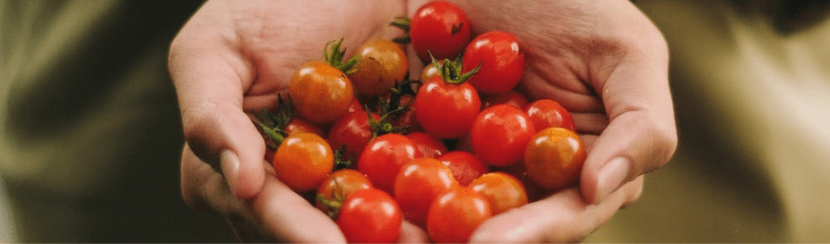 Late Summer vegetable garden - Rathwood Store