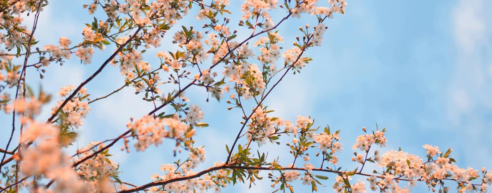 Outdoor Essentials For Hosting In Springtime - Rathwood Store