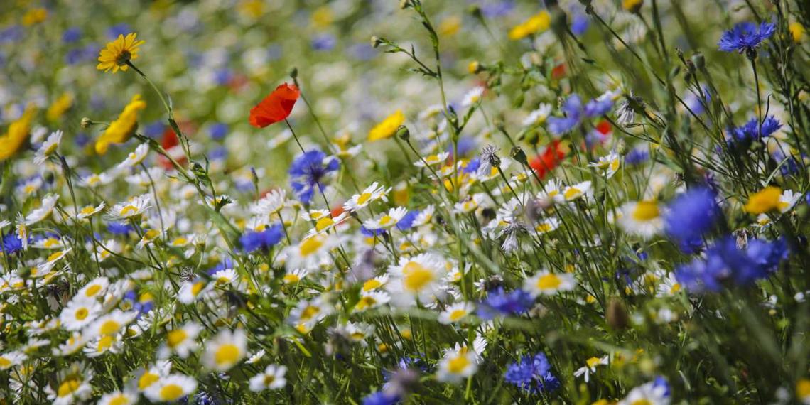 Planting for bees and pollinators - Rathwood Store