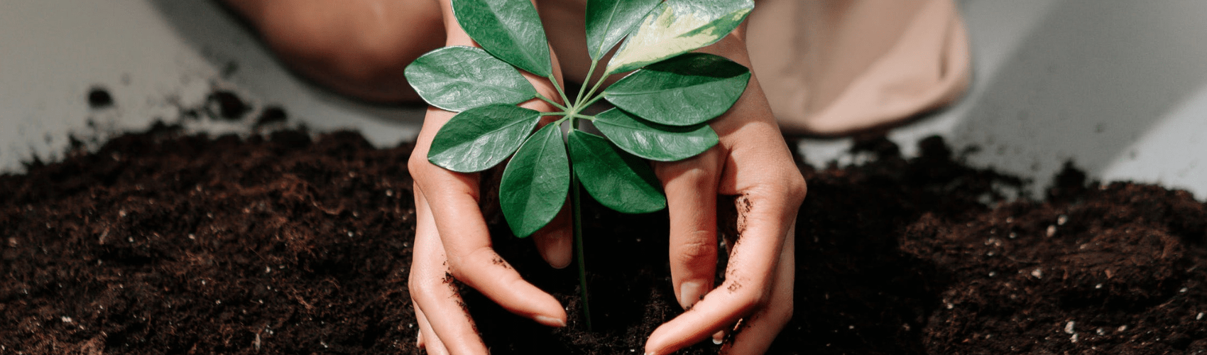 Sustainable gardening - Rathwood Store