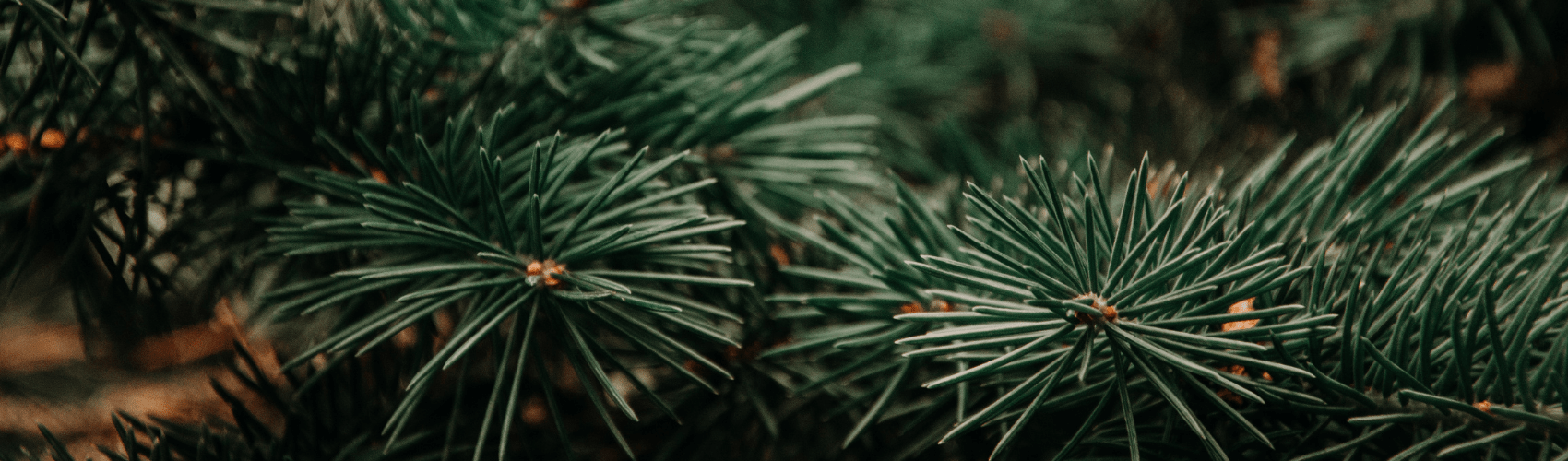 Top tips to keep your Christmas tree in shape - Rathwood Store