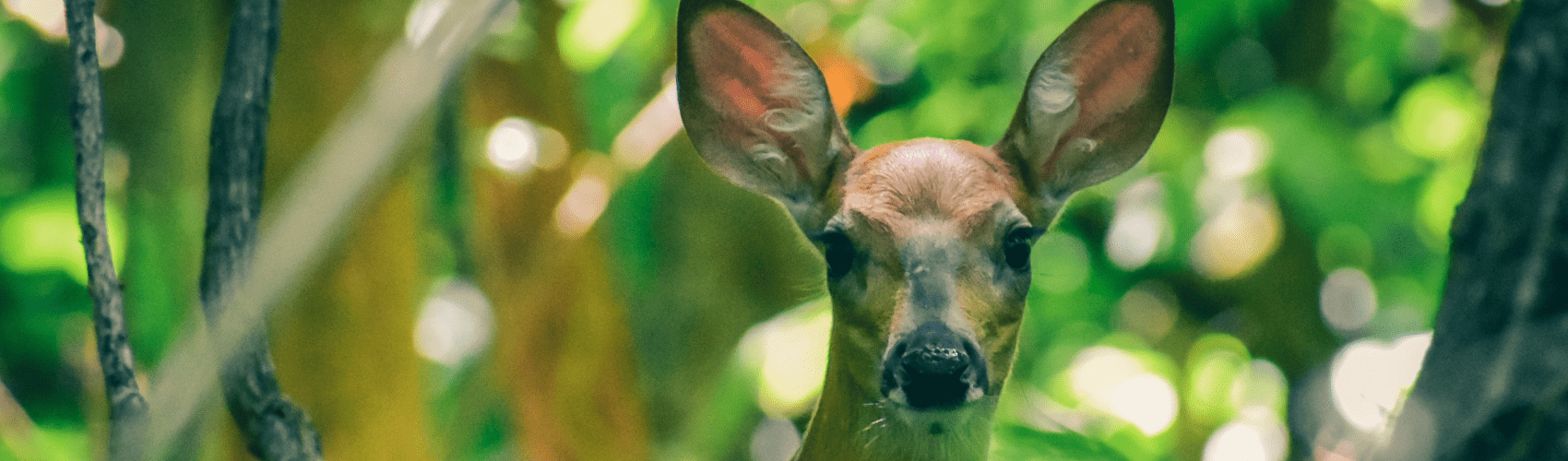 Ways to spend your June banker - Rathwood Store