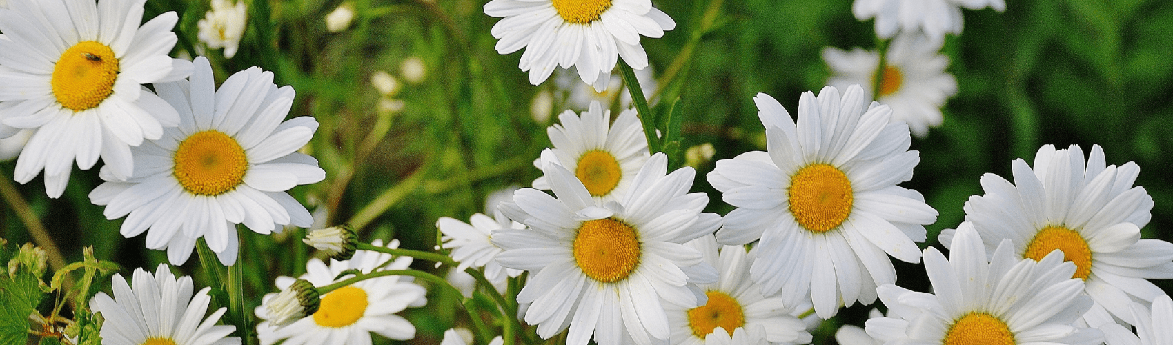 What to do in the garden in April - Rathwood Store