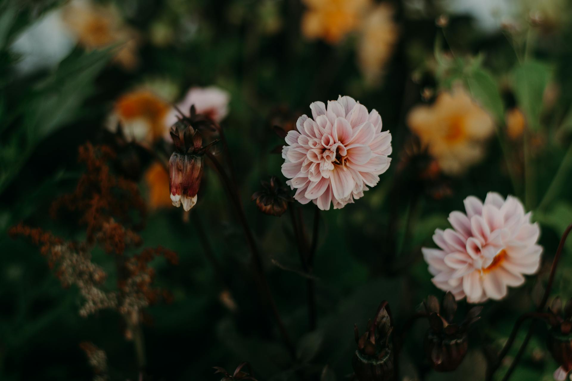 What to Plant in the Month of March - Rathwood Store