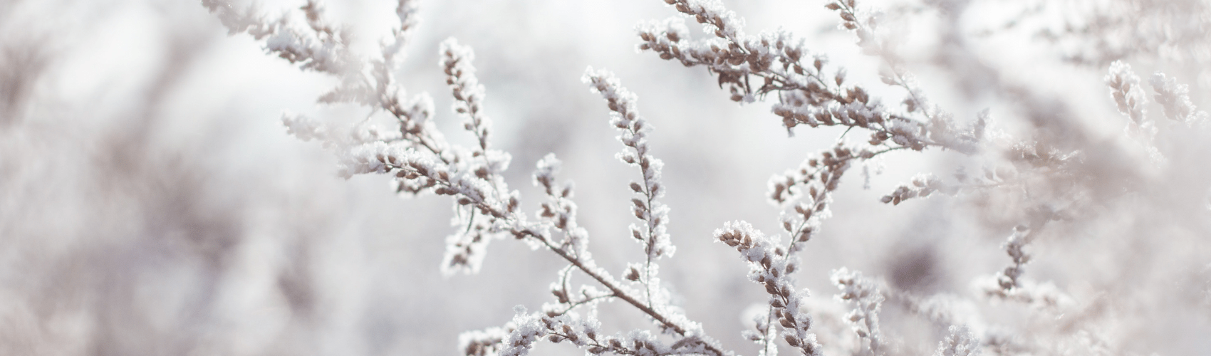 Winter care for house plants - Rathwood Store