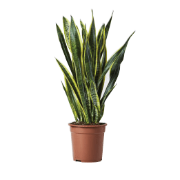Indoor Plants - Rathwood Store