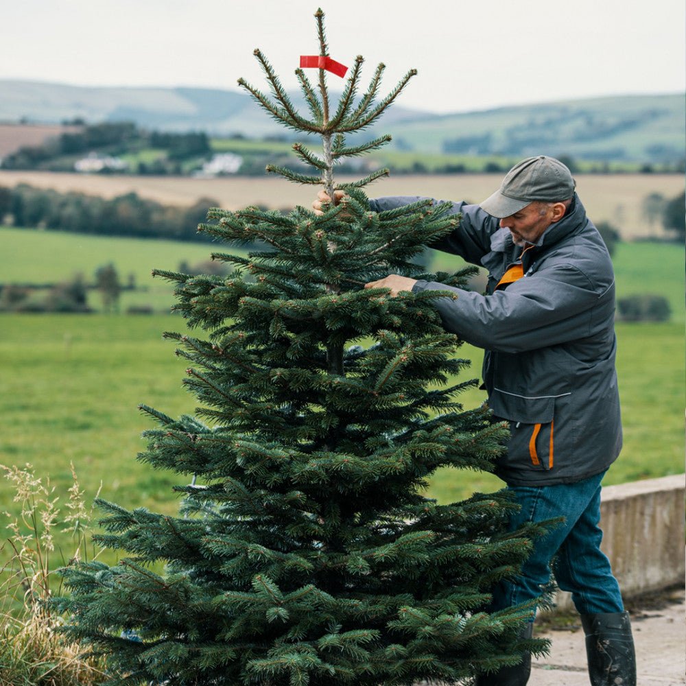 Real Trees - Rathwood Store